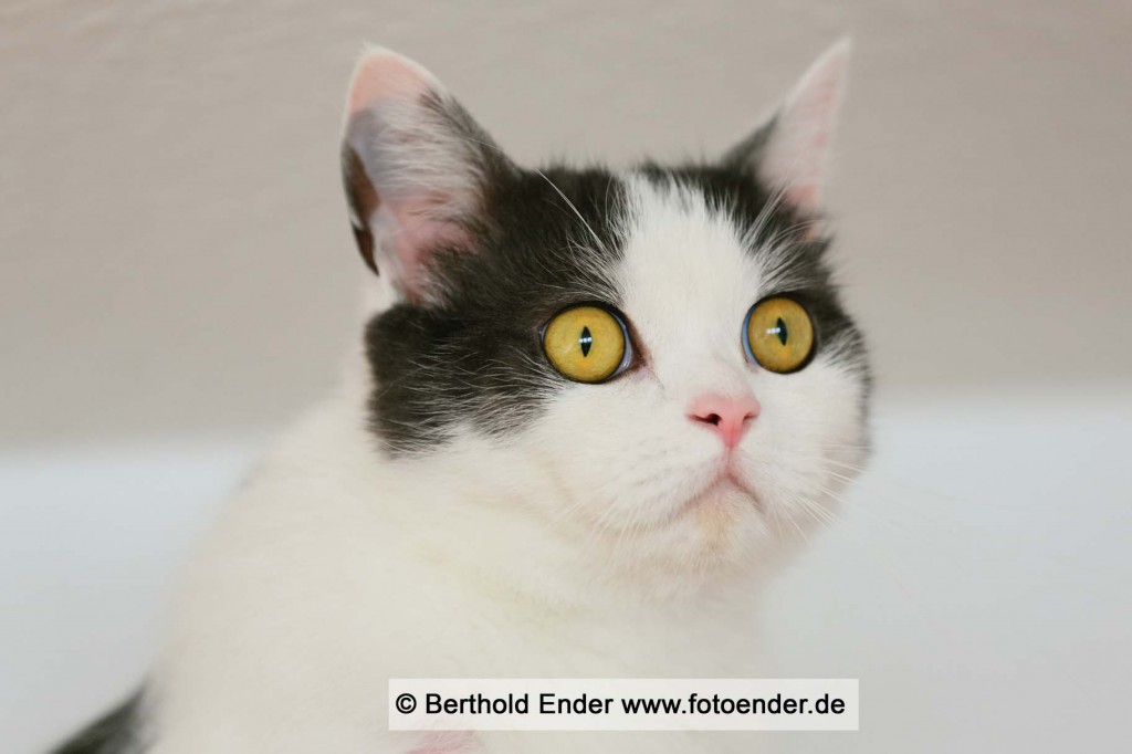 Tierbilder: Fotostudio Ender