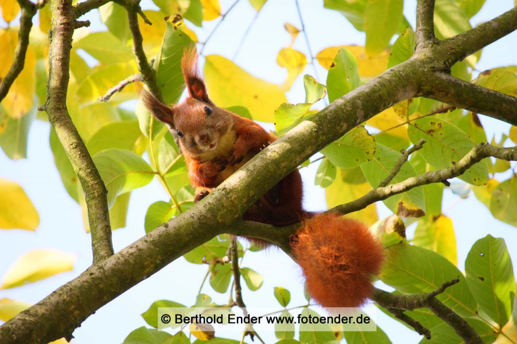 Tierbilder: Fotostudio Ender