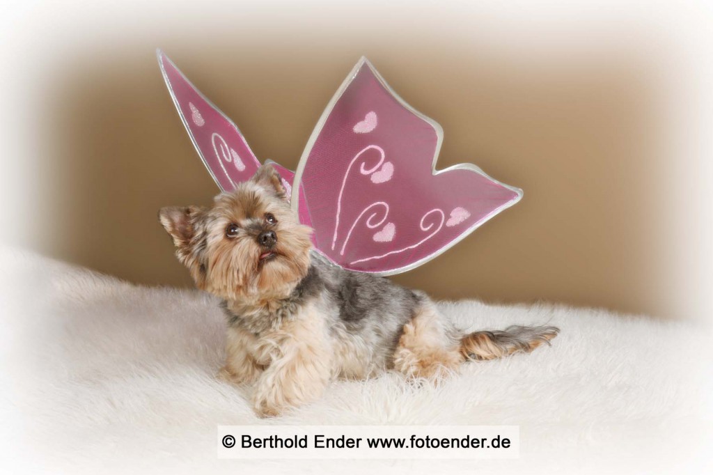 Tierbilder: Fotostudio Ender