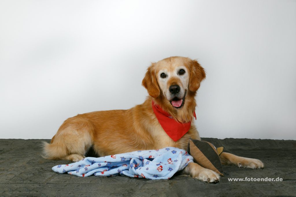 Tierfotografie Hund