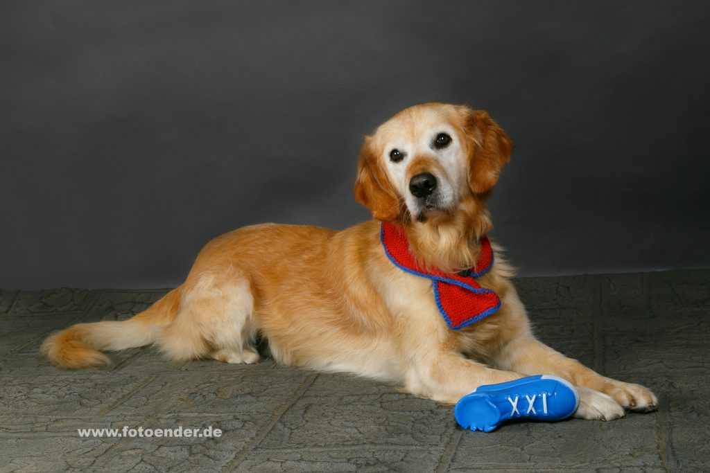 Tierfotografie Hund