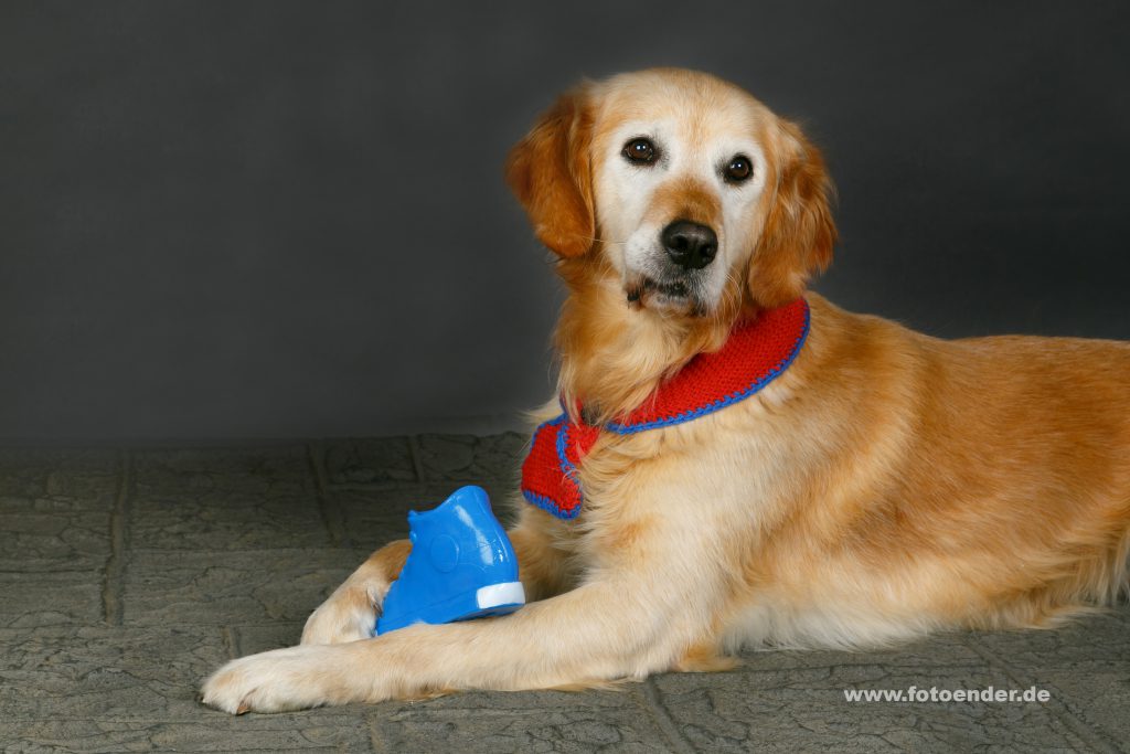 Tierfotografie Hund